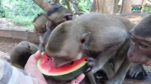 吃瓜群众小猴子