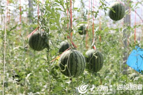 兴县吃瓜事件视频,一场引发热议的网络风波