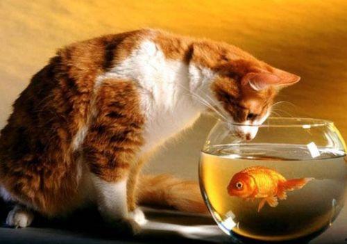 猫还会吃梨瓜,梨瓜成为新宠