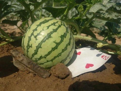 吃瓜屏幕壁纸,揭秘娱乐圈幕后故事