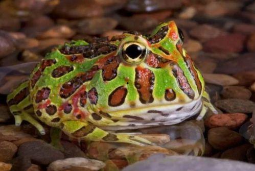 穿青蛙衣服吃瓜