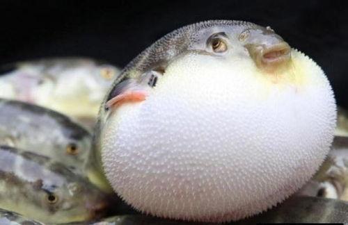 带你吃瓜河豚,带你吃瓜河豚之旅