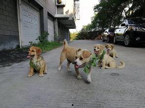 luckydog吃瓜,揭秘luckydog吃瓜背后的故事与真相