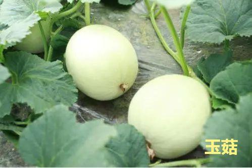 吃瓜季节无公害