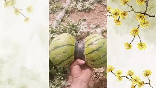 吃瓜吃瓜脑袋不瓜,脑袋不瓜，心灵却瓜