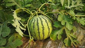 在哪去摘瓜吃,探访乡村摘瓜吃乐游之旅