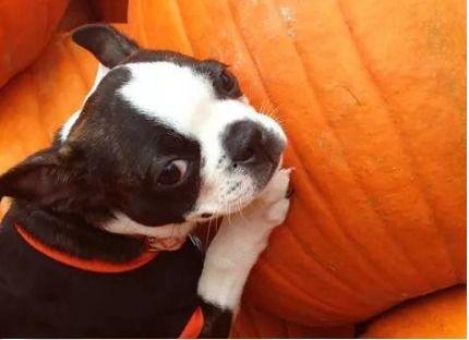 幼犬是否可以吃瓜