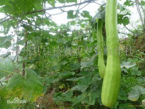 砍瓜什么时候可以吃,揭秘最佳食用时间