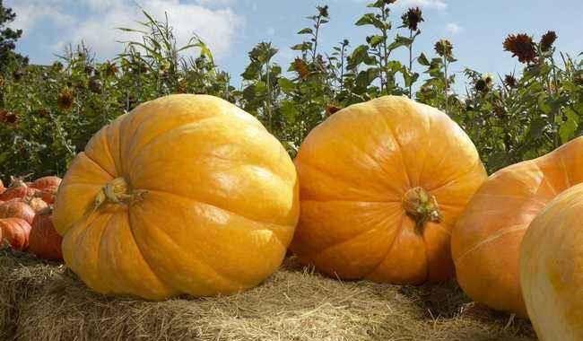 孩子可以吃方瓜,宝宝健康成长的绿色伙伴