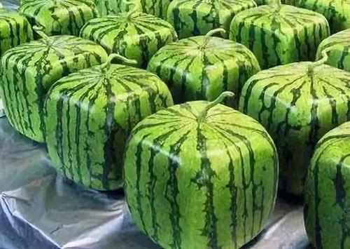 瓜吃的什么意思,揭秘瓜类食物的独特风味与营养价值