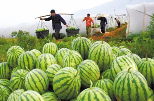 吃瓜大妈照片大全,照片大全里的欢乐瞬间