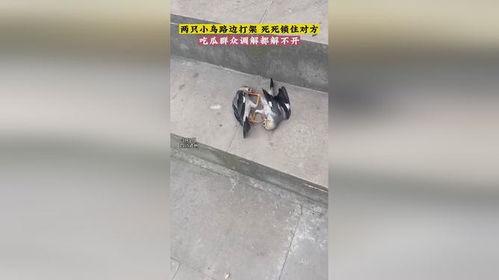 佛山吃瓜群众被打死,佛山吃瓜群众被打死事件引发社会关注