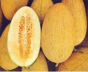 吃哈密瓜会回奶吗,哈密瓜对哺乳期妈妈回奶的影响探讨