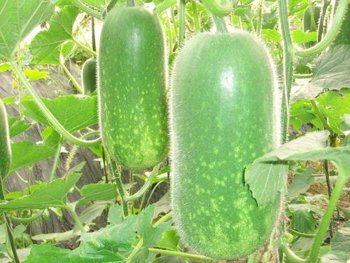 吃瓜摆烂6,揭秘娱乐圈背后的真实故事