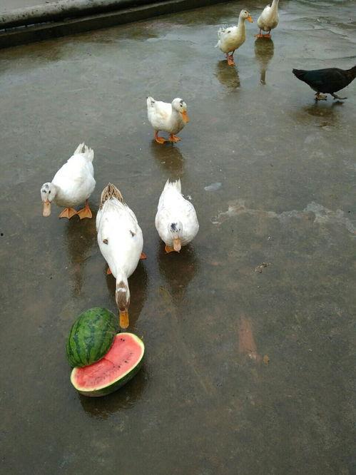 吃瓜鸭吃鱼,一场美食与文化的碰撞之旅