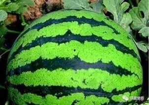 看瓜吃瓜作者简介,揭秘娱乐圈幕后真相的幕后推手