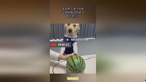 杀个瓜给你吃,一场意外的瓜宴之旅