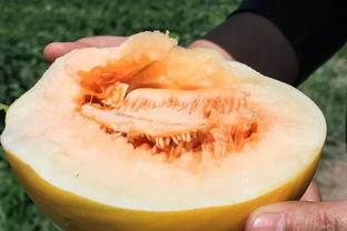 生理期可以吃沙漠蜜瓜吗,沙漠蜜瓜的养生之道