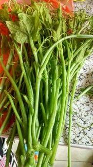 平常吃的瓜尖是什么瓜,揭秘日常餐桌上的美味瓜类