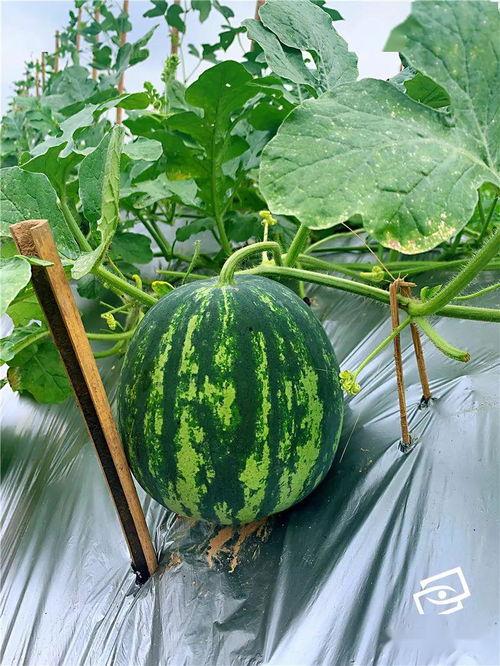 花小宝吃瓜,揭秘娱乐圈那些不为人知的幕后故事