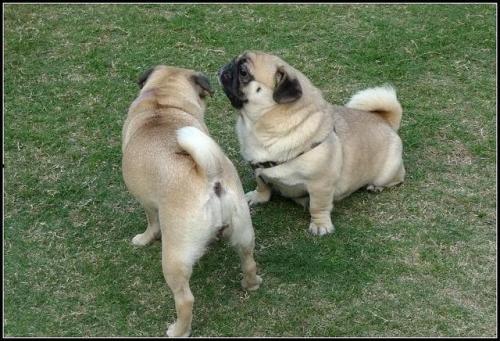 小狗可以吃蒲瓜吗怎么吃,小狗也能享用的夏日美味