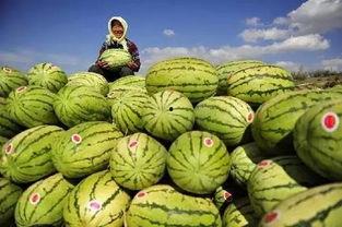 吃硒砂瓜上瘾,夏日里的甜蜜诱惑与营养之谜